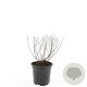Spiraea jap. 'Firelight' GM C1.3