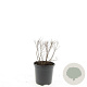 Spiraea jap. 'Genpei' GM C1.3