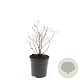 Spiraea jap. 'Genpei' GM C1.3