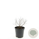 Spiraea jap. 'Golden Princess' GM C1.3