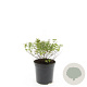 Spiraea jap. 'Little Princess' GM C1.3