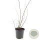 Spiraea jap. 'Odensala' GM C1.3