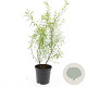 Spiraea thunbergii GM C1.3