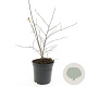 Spiraea vanhouttei GM C1.3