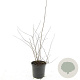 Spiraea vanhouttei GM C1.3
