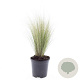 Stipa tenuissima 'Ponytails' GM C1.3