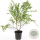 Symphoricarpos ch. 'Hancock' GM C1.3