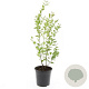 Symphoricarpos d. 'Mother of Pearl' GM C1.3