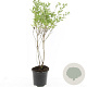 Symphoricarpos Magical Candy GM C1.3