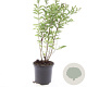 Symphoricarpos Magical Candy GM C1.3