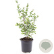 Symphoricarpos Magical Galaxy GM C1.3