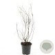 Symphoricarpos Magical Galaxy GM C1.3