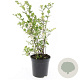 Symphoricarpos Magical Galaxy GM C1.3