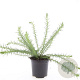 Ulex europaeus GM C1.3