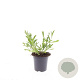 Verbena bonariensis GM C1.3