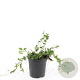 Vinca minor 'Alba' GM C1.3