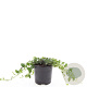 Vinca minor 'Alba' GM C1.3