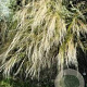 Stipa tenuissima 'Ponytails' GM P9