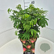 Albizia julibrissin 30-40 cm 10L