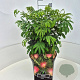 Albizia julibrissin 30-40 cm 10L