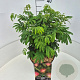 Albizia julibrissin 30-40 cm 10L