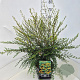 Azara microphylla 60-70 cm 10L