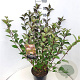 Cornus alba 'Kesselringii' 80-100 cm 10L