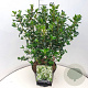 Escallonia 'Iveyi' 50-60 cm 20L