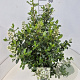 Escallonia 'Iveyi' 50-60 cm 20L