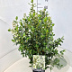 Escallonia 'Iveyi' 50-60 cm 20L