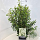 Escallonia 'Iveyi' 50-60 cm 20L
