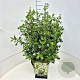 Escallonia 'Iveyi' 50-60 cm 20L