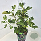 Ficus car. 'Brown Turkey' 40-50 cm 10L