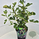 Ficus car. 'Brown Turkey' 40-50 cm 10L
