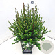 Luma apiculata 30-40 cm 10L