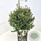 Luma apiculata 30-40 cm 10L
