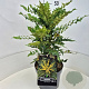 Mahonia media 'Winter Sun' 40-50 cm 10L