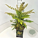 Mahonia media 'Winter Sun' 40-50 cm 10L