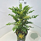 Mahonia media 'Winter Sun' 40-50 cm 10L