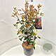 Photinia fraseri 'Red Robin' 80-100 cm 10L