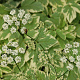 Aegopodium podagraria 'Variegatum' GM P9