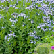 Amsonia 'Blue Ice' GM  P11