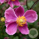 Anemone hyb. 'Bowles' Pink' GM P9