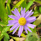 Aster koraiensis GM P9
