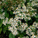 Aster macrophyllus GM P9