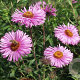 Aster n.-a. 'Barr's Pink' GM P9