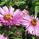 Aster n.-a. 'Barr's Pink' GM P9