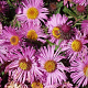 Aster n.-a. 'Barr's Pink' GM P9
