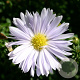 Aster n.-b. 'Porzellan' GM P9
