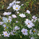 Aster n.-b. 'Porzellan' GM P9